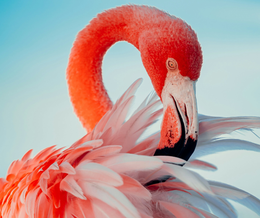 Why Flamingos Are Pink 